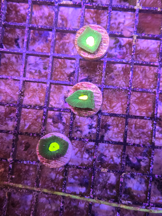 Electric Gonastrea Frag