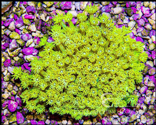 Goniopora Yellow XXS