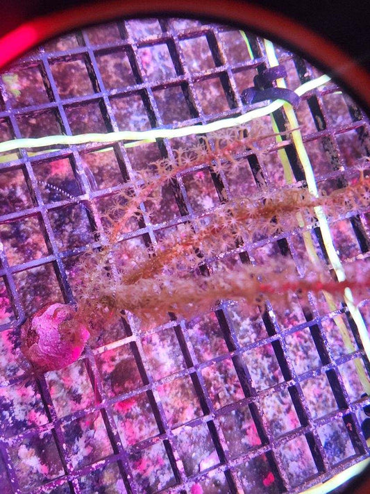 Gorgonian Frag