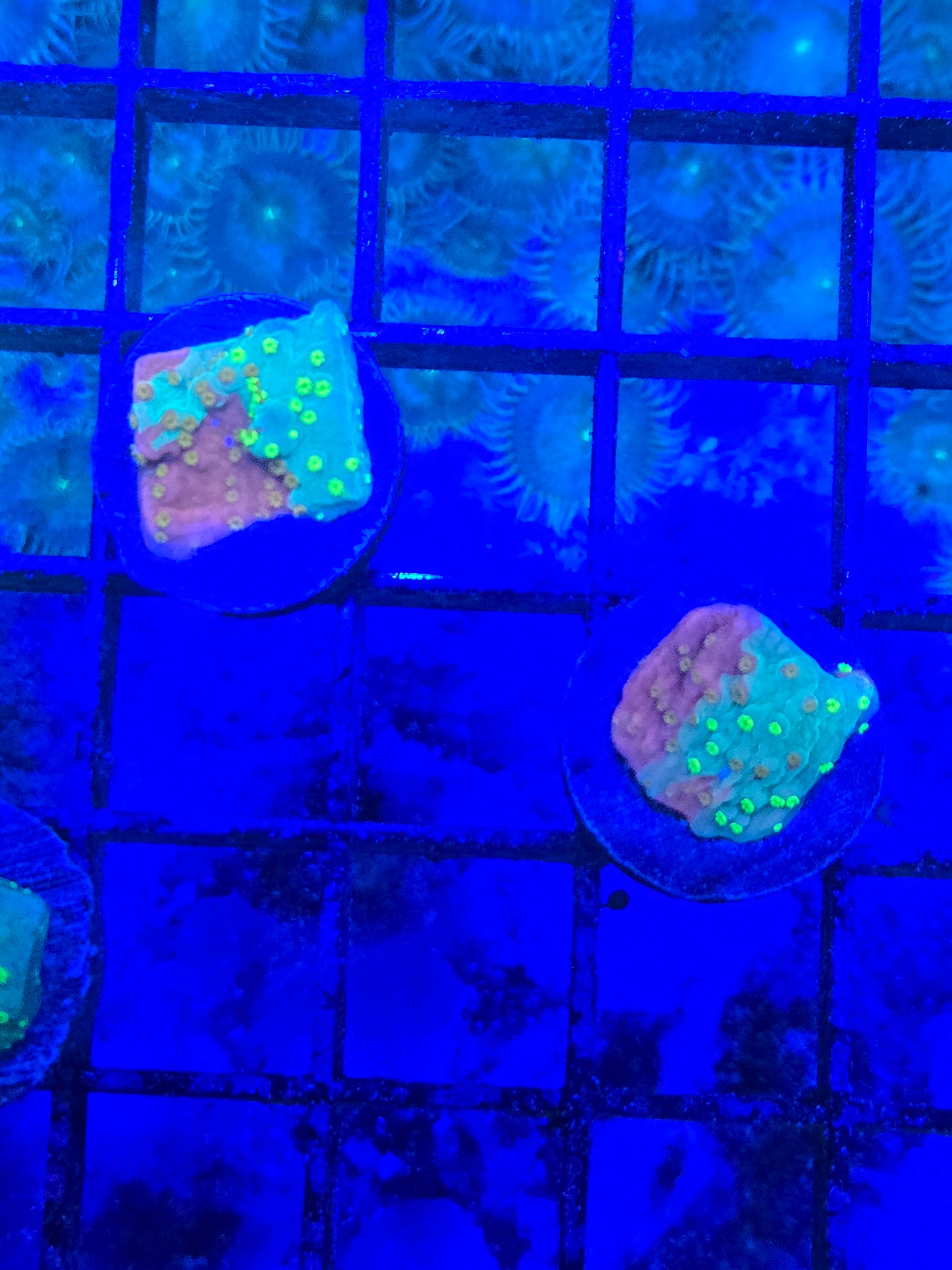 ECC Sunfire Grafted Montipora Cap Frag