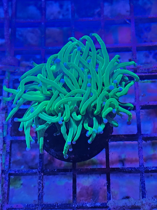 Indo Holy Grail Type Torch