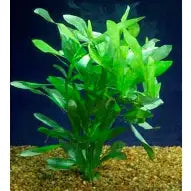 Plant Hedge Green