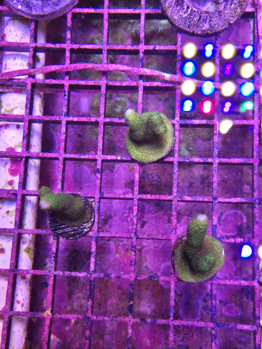 ECC Green Machine Montipora Digitata Frag