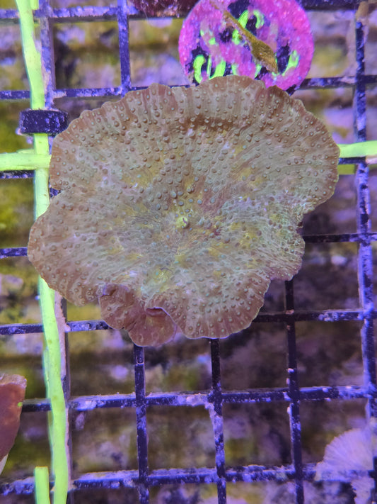 Green Mushroom Frag