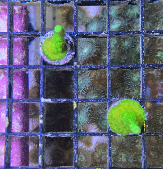 Green Slimer Frag