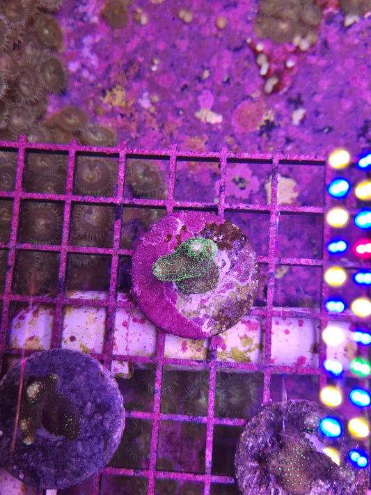 Green Stylophora Frag