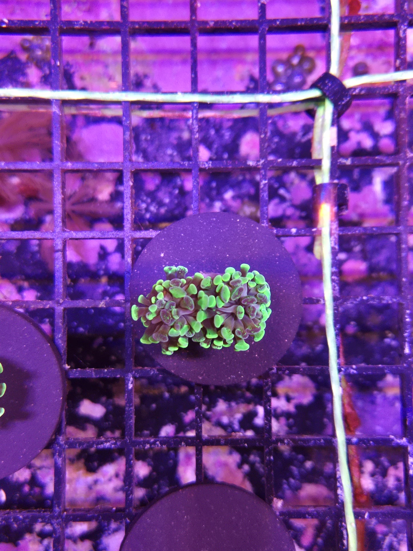 Indo Toxic Branching Hammer Frag