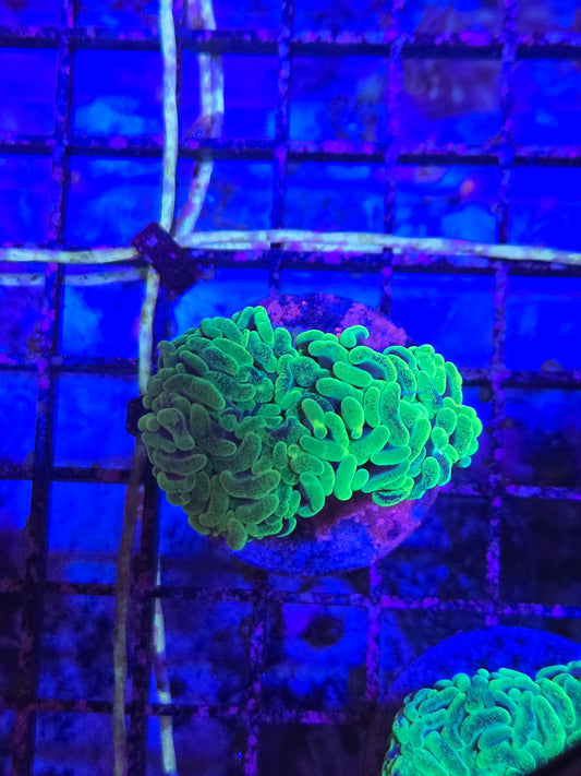 Neon Green or Toxic Hammer Each