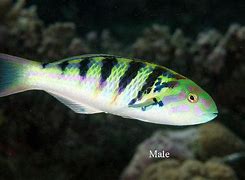 Hardwicki Wrasse Med/Lg