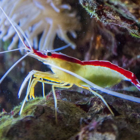 Cleaner Shrimp Lg