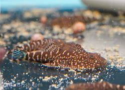 Hillstream Borneo Bluefin Zebra