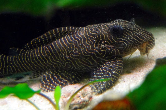 Pleco Xlg.