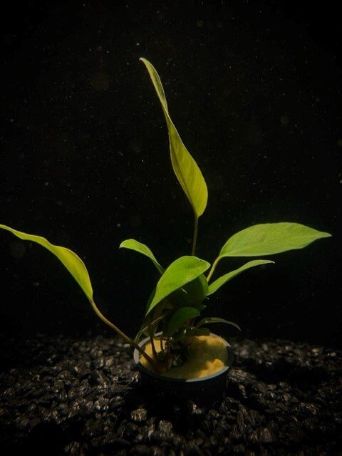 Anubius Nancon Plant Med