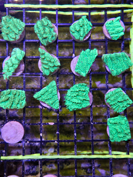 Green Hydnophora Frag