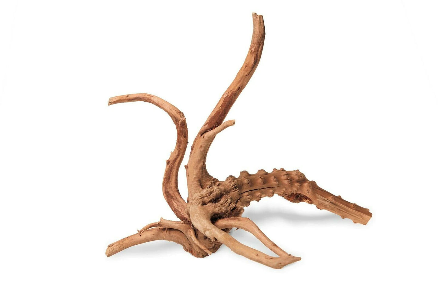 Root Wood Sm Decorative