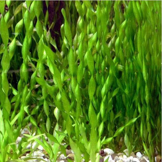 Contortion Vallisneria Plant Reg