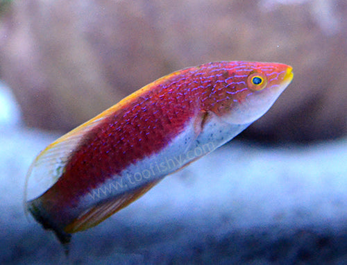 Whipfin Fairy Wrasse