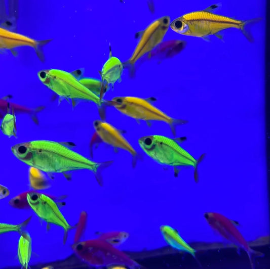 Glofish Pristella Assorted