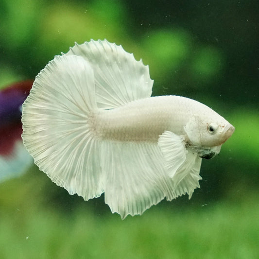 Halfmoon Platinum White Male