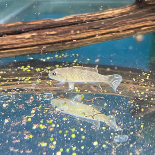 Nudiceps Dwarf Cichlid