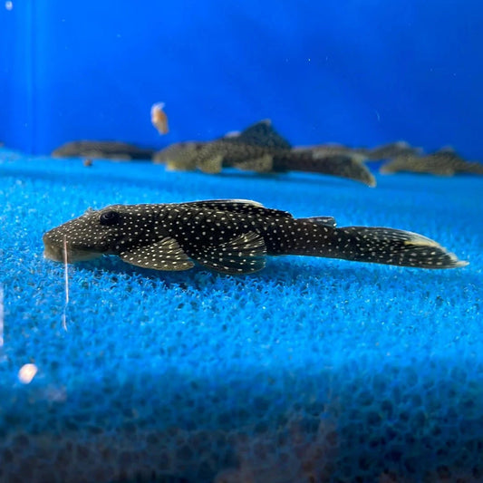 Yellow Seam Bearded Pleco L-067