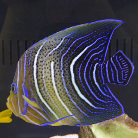 Koran Angel Juv Med/Lg