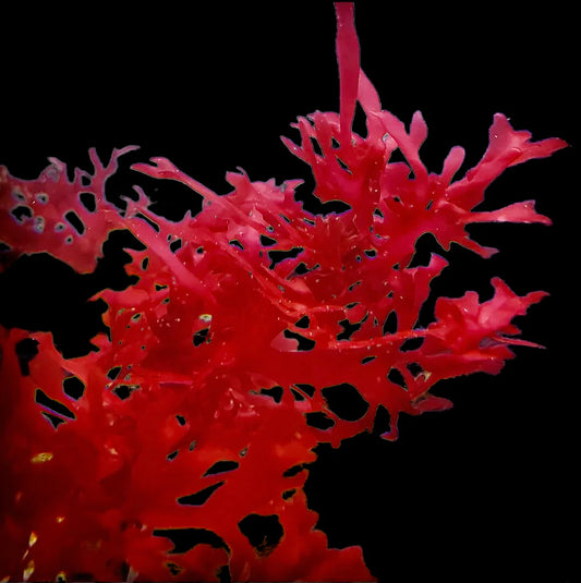 Red Gracilaria Algae Piece