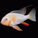 Albino Heckelii Cichlid 1"