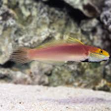 Bella Goby Lg