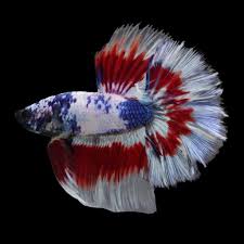 Betta Halfmoon Red, White & Blue Male