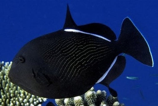 Black Trigger Indian Ocean Med