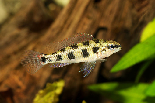 Checkerboard Dwarf Cichlid