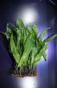 Plant Java Fern