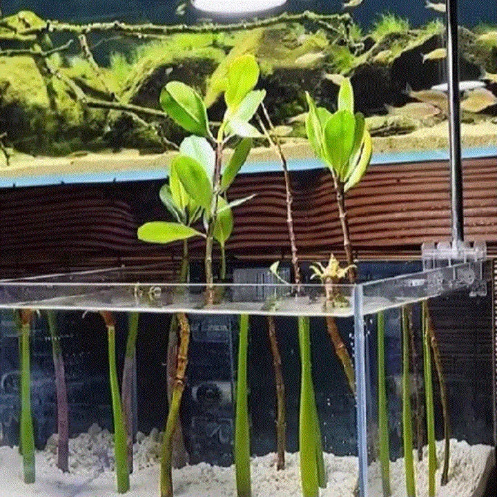 Mangrove Plant Red  Leaves and Roots