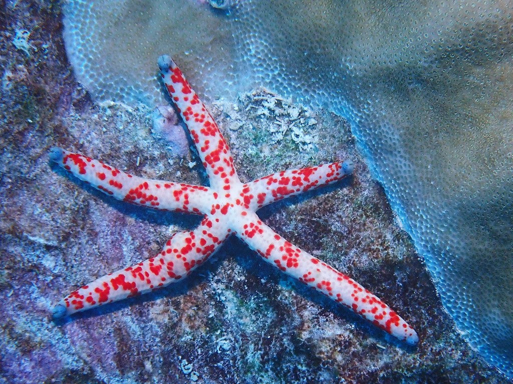 Dalmation Linkia Starfish