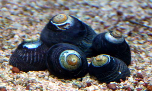 Margarita Snail Black