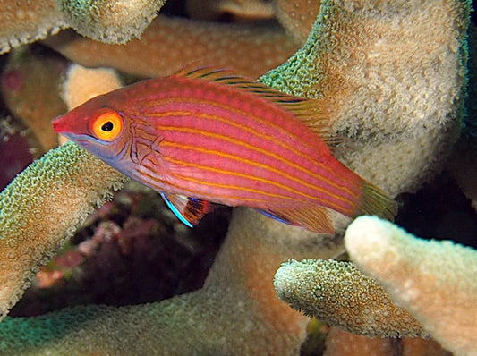 Cryptic Six Line Wrasse Med