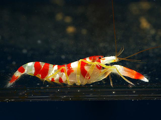 Candy Stripe Pistol Shrimp