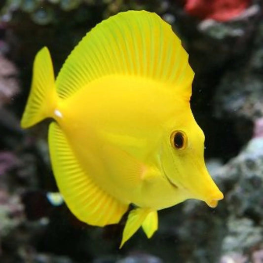 Yellow Tang T.R. Sm