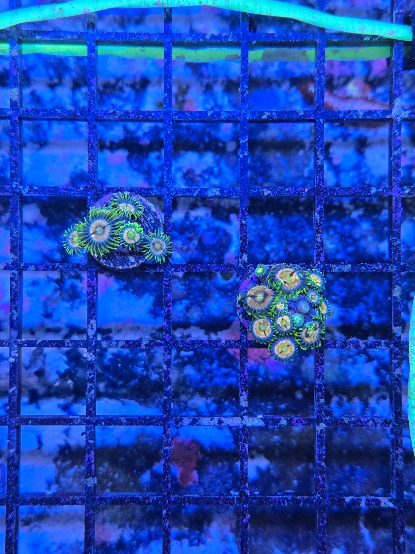 Laser Lemons Zoa