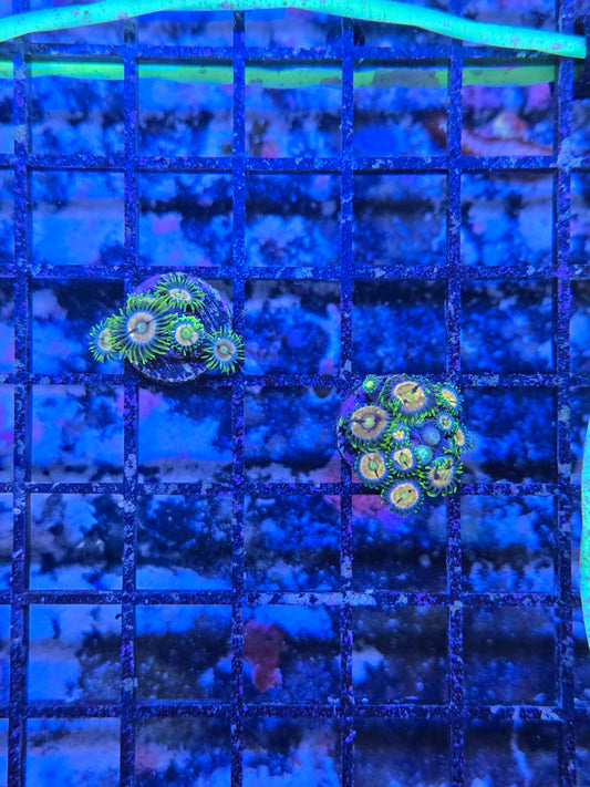 Laser Lemons Zoa