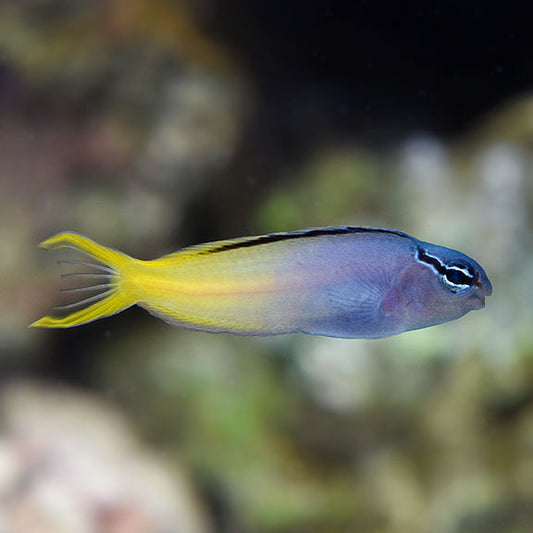 Forktail Blenny Med