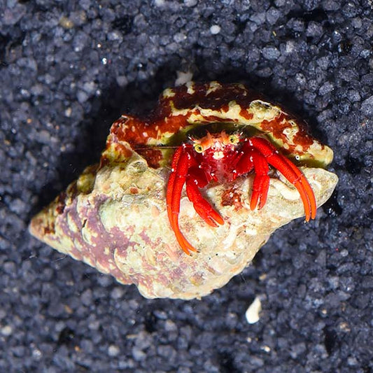 Scarlet Hermit Crab