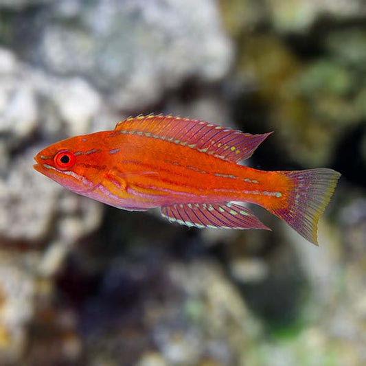 Angulatus Flasher Wrasse Male