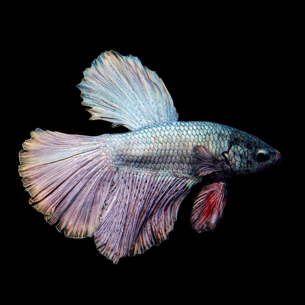 Copper Halfmoon Betta Male