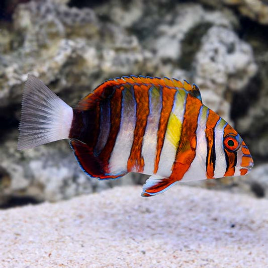 Harlequin Tusk Lg
