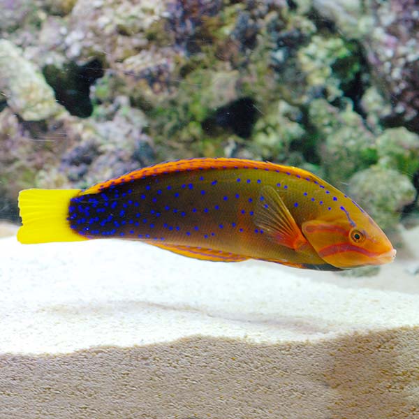 Red Coris Wrasse Adult Lg