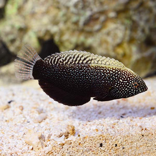 Black Leopard Wrasse Sm/Med