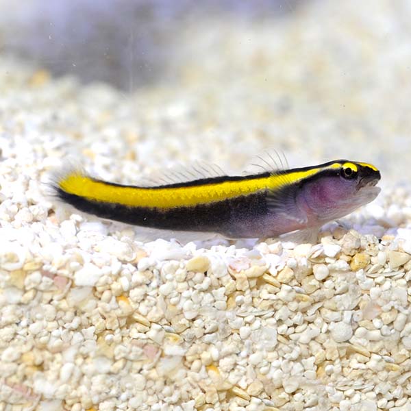 Yellow Stripe Neon Goby T.R.