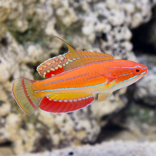 McCoskeri Flasher Wrasse Male